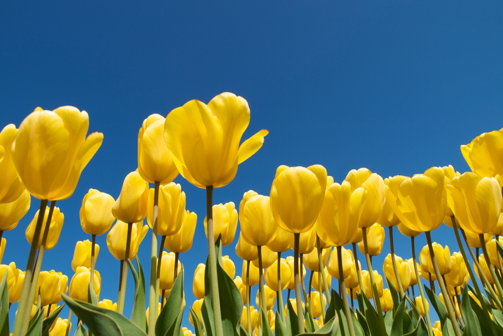 13 Easy Bulbs To Plant In October For Early Spring Color In Pennsylvania