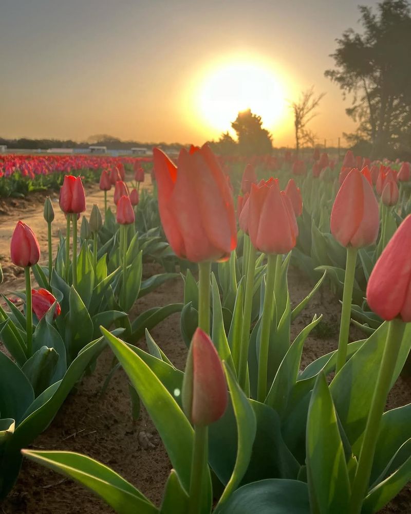 Tulips