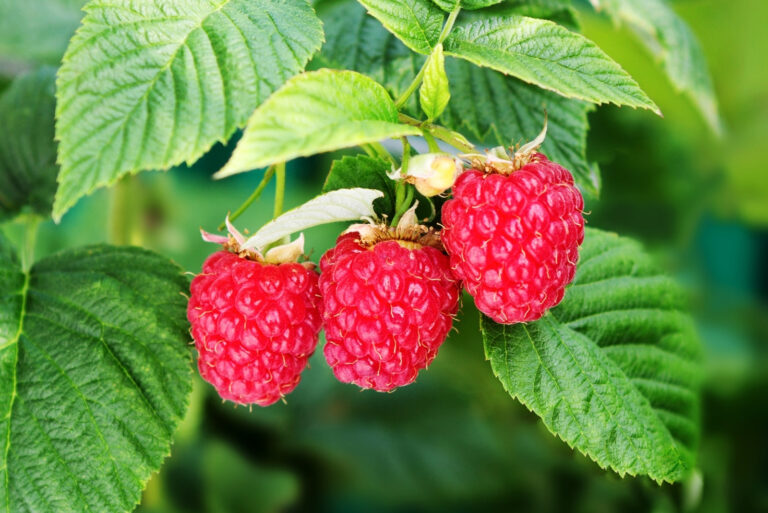 raspberries (featured image)