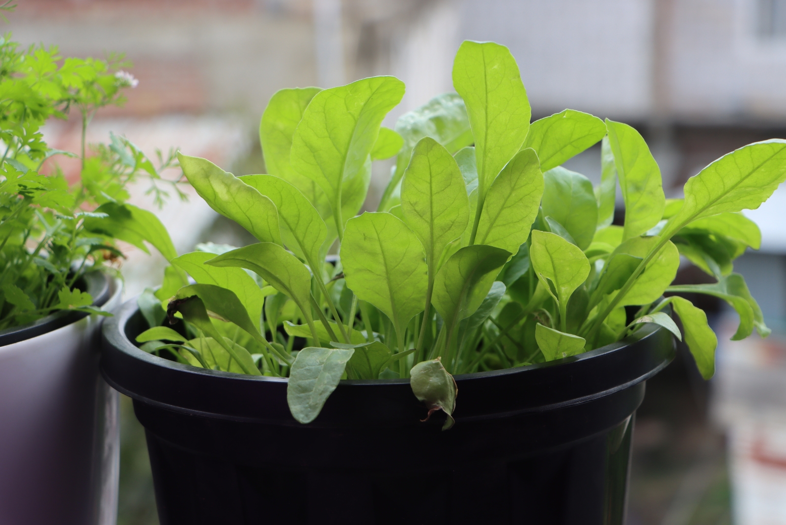 13 Easy Vegetables To Grow In Buckets Year-Round In Oregon