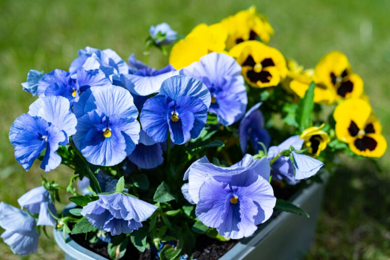 Pansy (featured image)