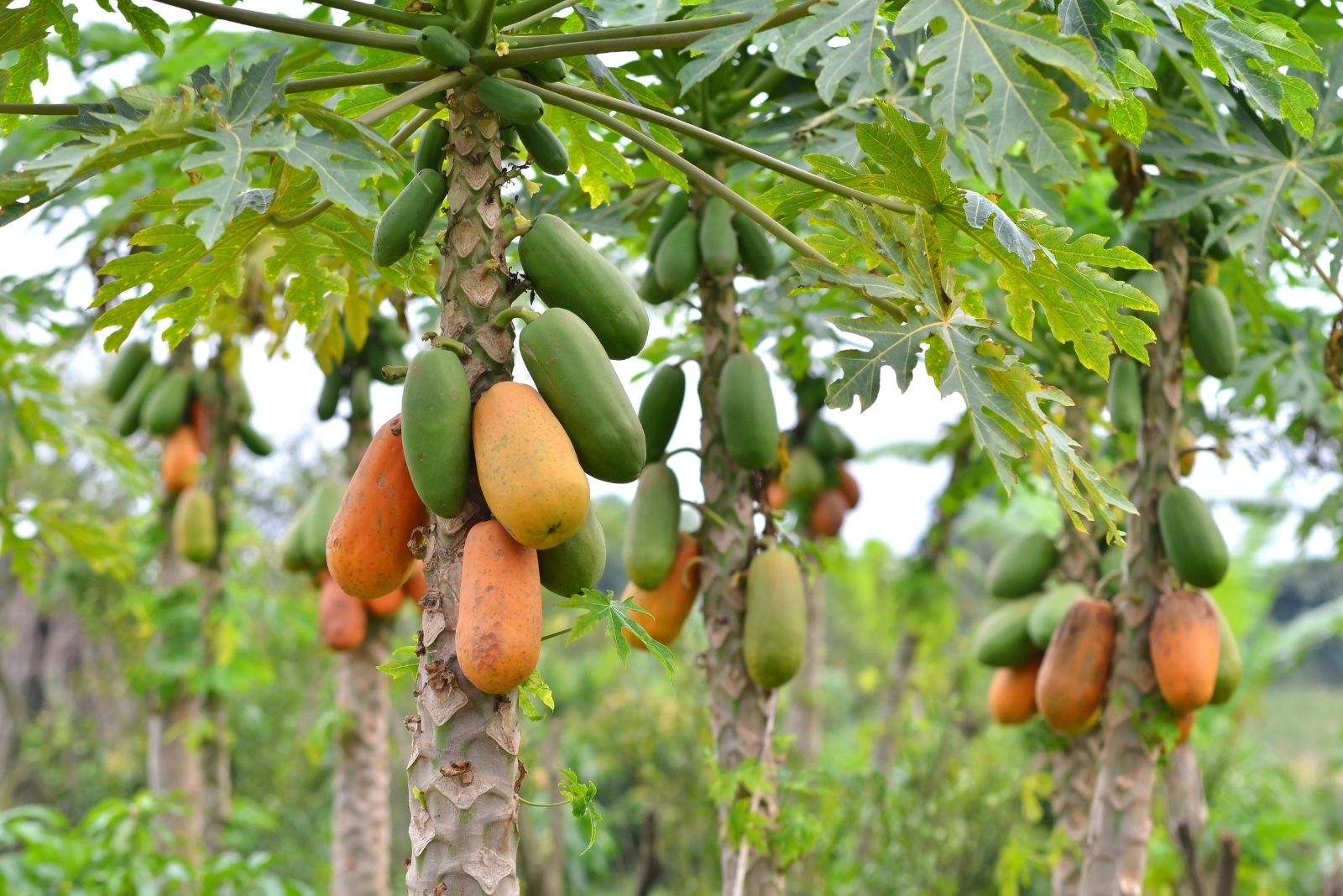13 Fruit Trees That Should Be Avoided By Alabama Gardeners