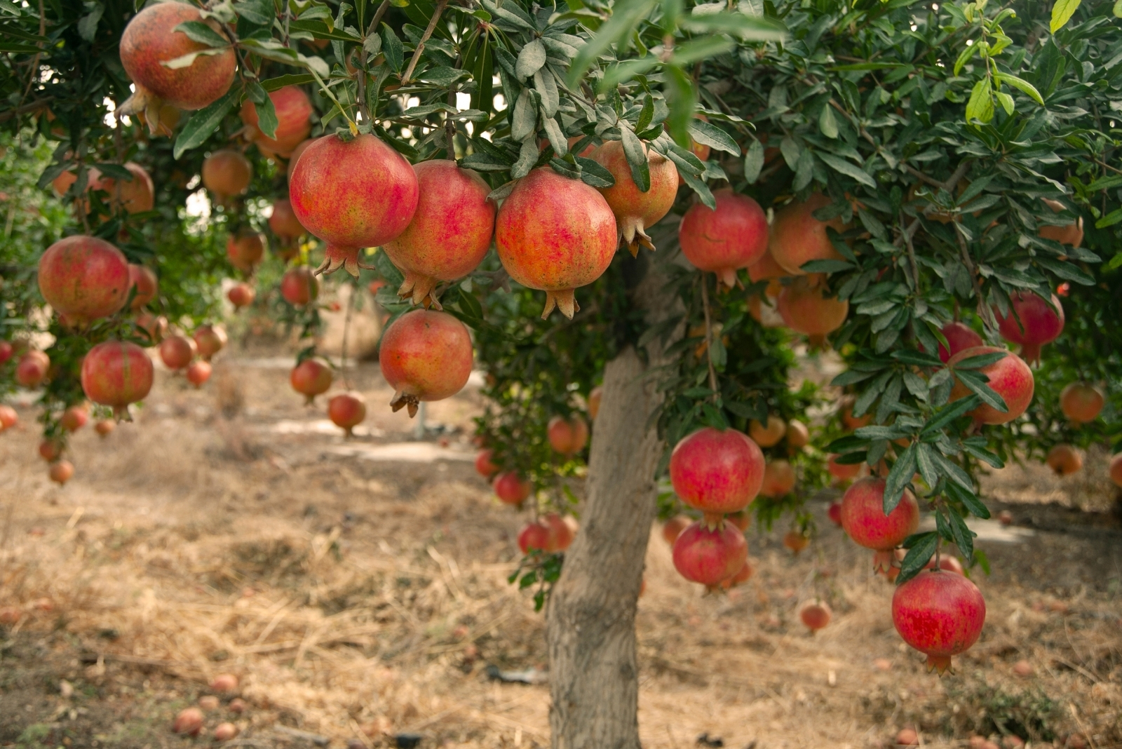 13 Fruits Perfect For Planting From Seed In Arizona This October