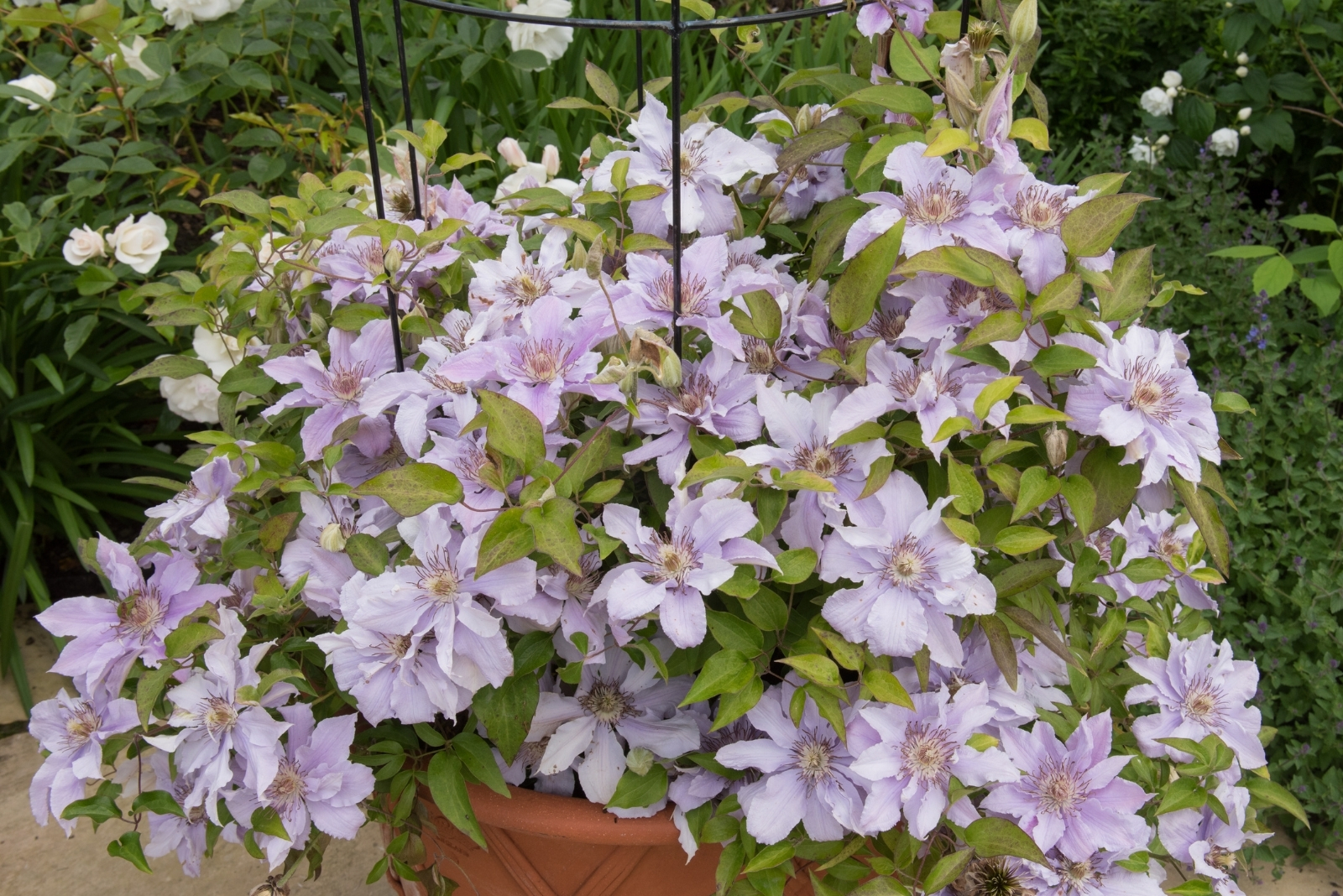 13 Gorgeous Climbing Plants For Containers In Pennsylvania