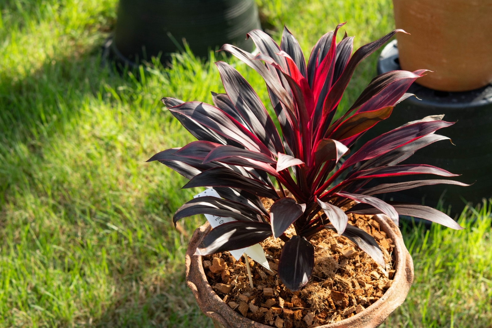 13 Gorgeous Foliage Ideas For Summer Gardens In Florida