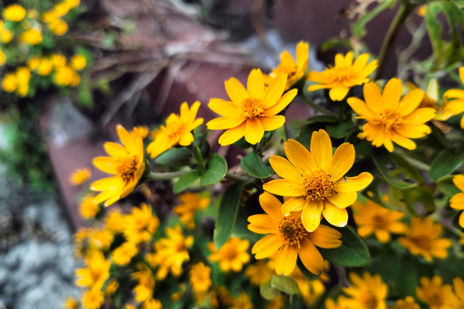 13 Ground Cover Plants You Should Never Grow In Your Florida Yard