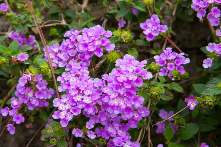 purple trailing lantana