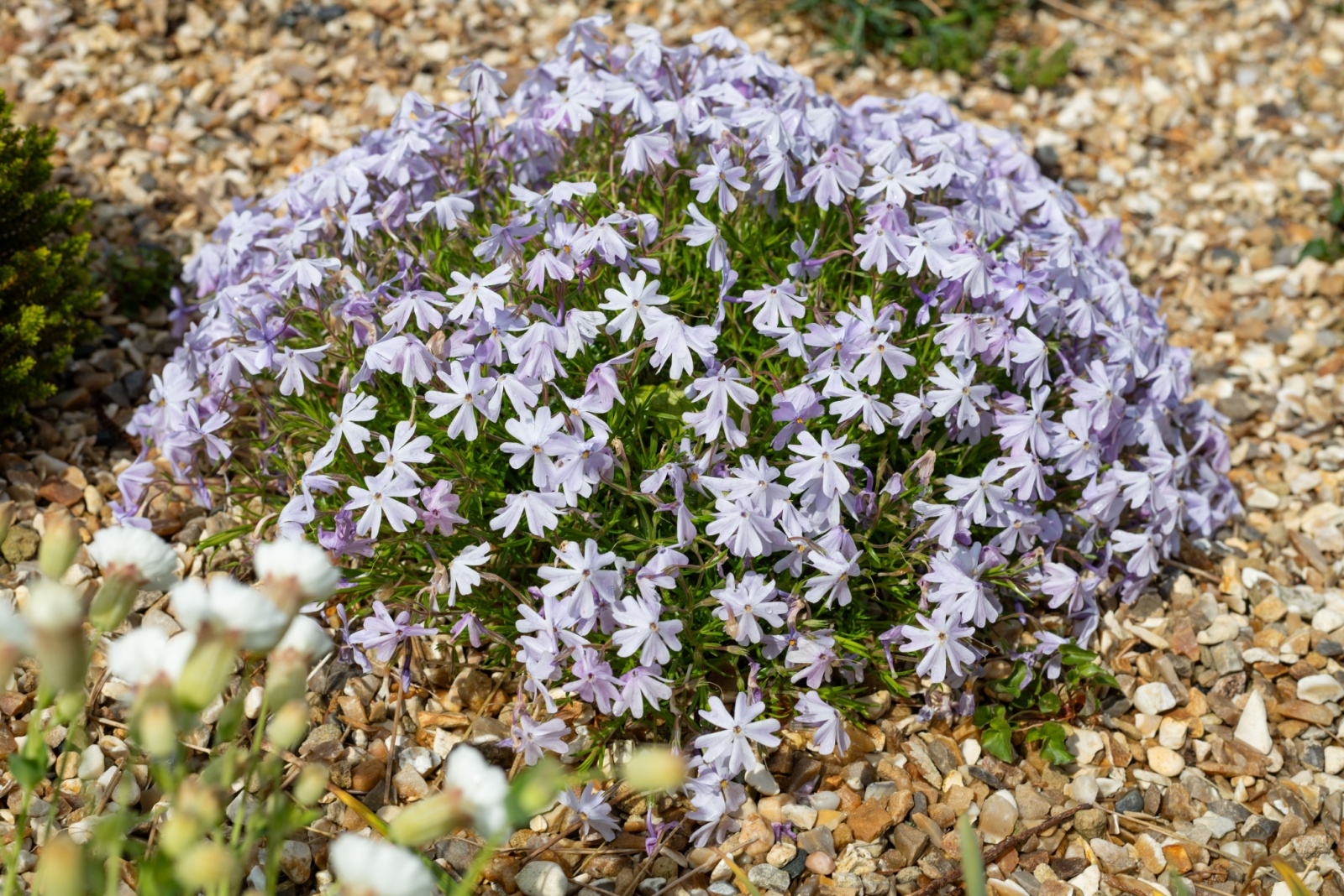 13 Ground Covers That Instantly Fill Bare Spots In Iowa Gardens
