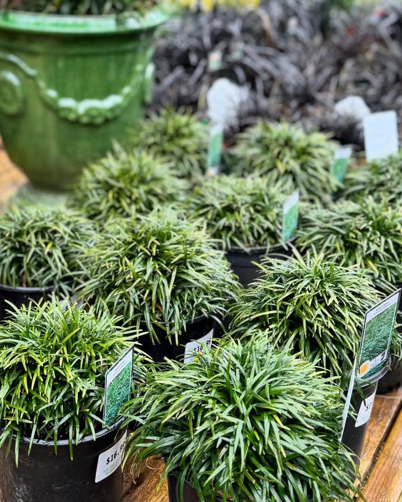 Mondo Grass