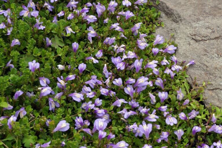 creeping mazus (Mazus reptans)