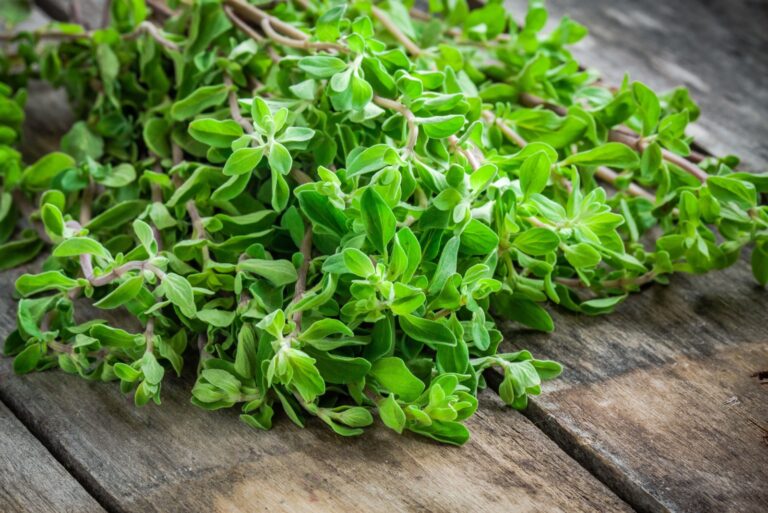 marjoram herb