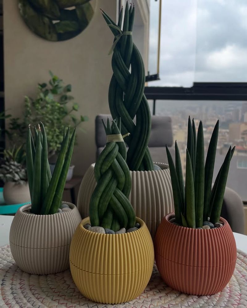 Snake Plant (Sansevieria)