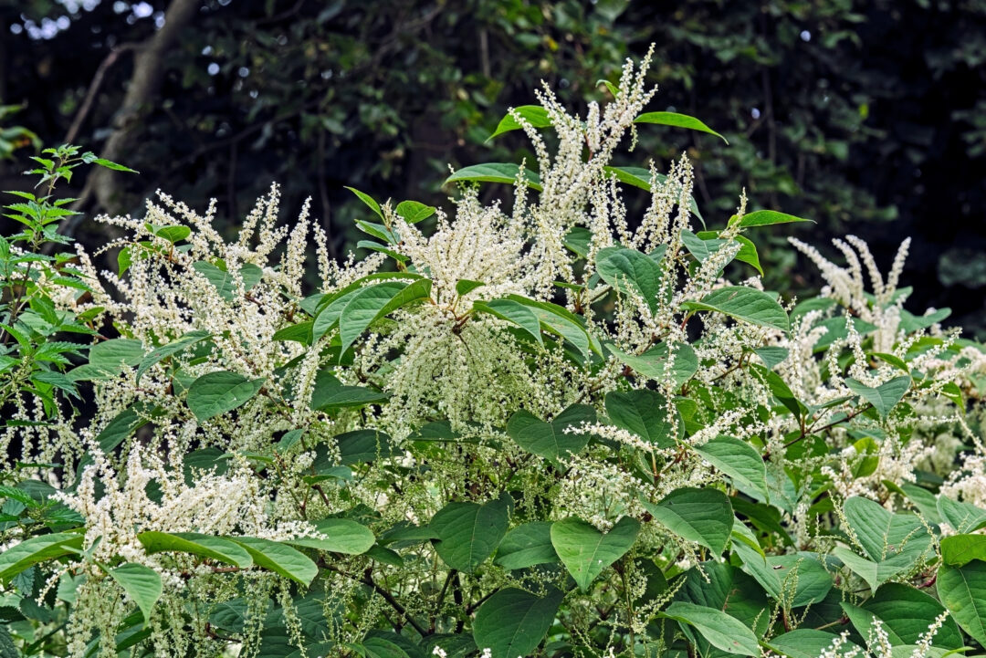 13 Invasive Plants That Might Be Illegal In New York Suburbs Soon