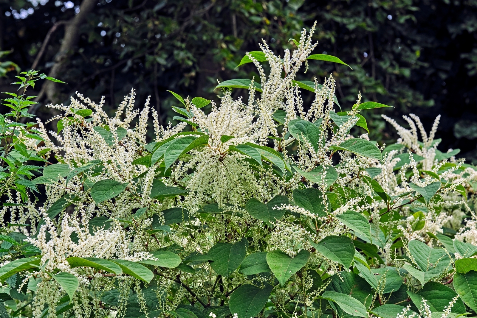 13 Invasive Plants That Might Be Illegal In New York Suburbs Soon