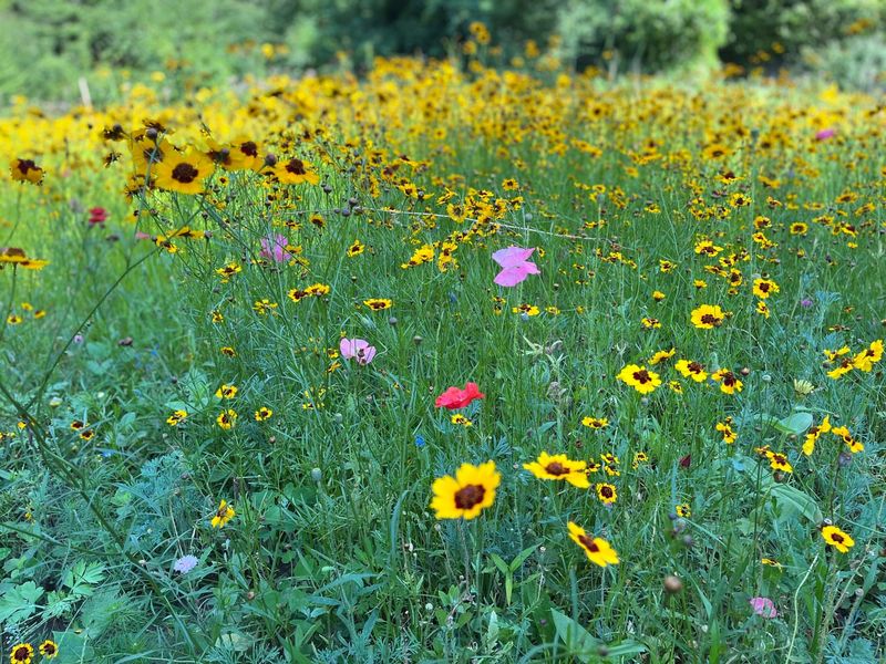 Native Wildflower Meadows