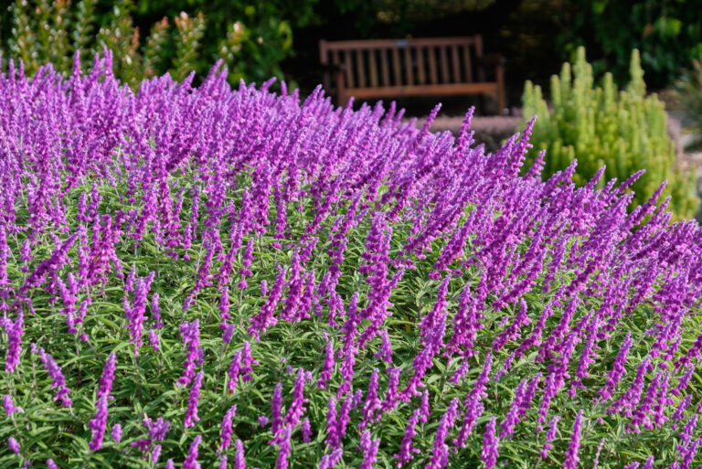 Mexican sage (featured image)