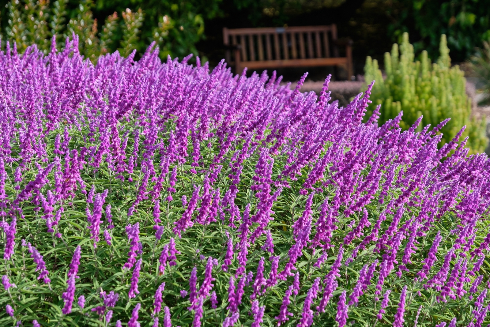 13 Native Fall Flowers That Bring Color And Pollinators To Texas
