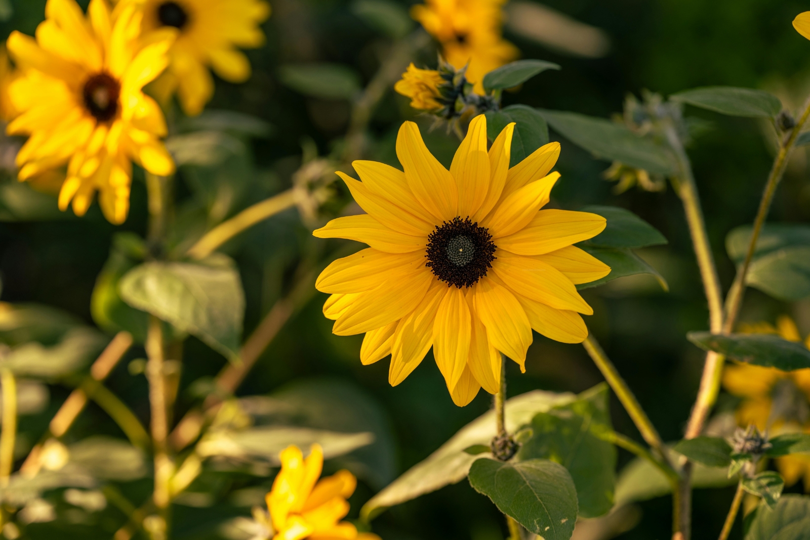 13 North Carolina Flowers You Can Harvest Seeds From This Fall