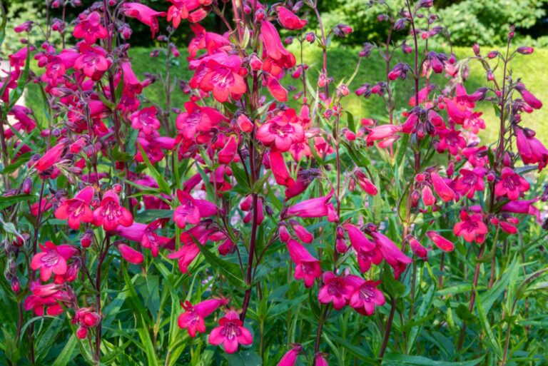 close up of Penstemon