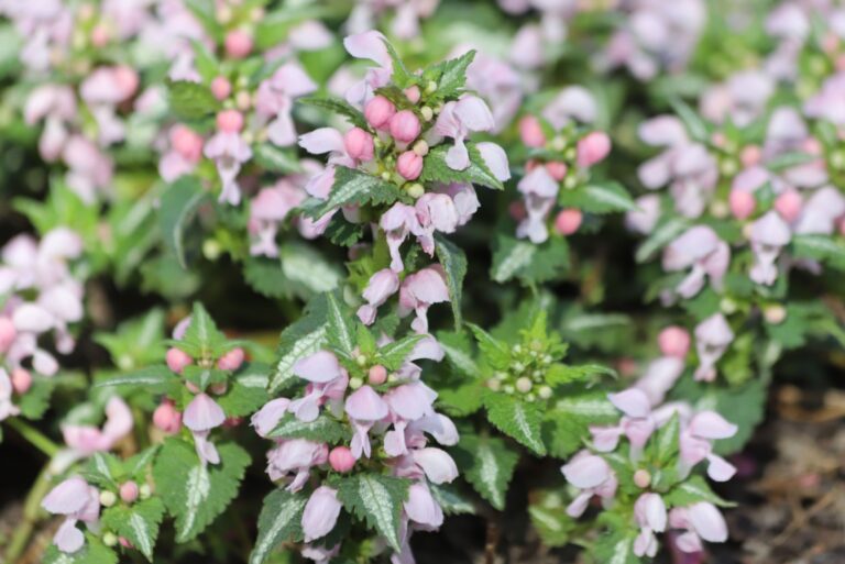 spotted dead nettle in bloom