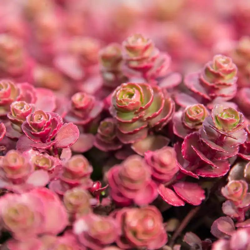 Creeping Sedum (Sedum spurium)
