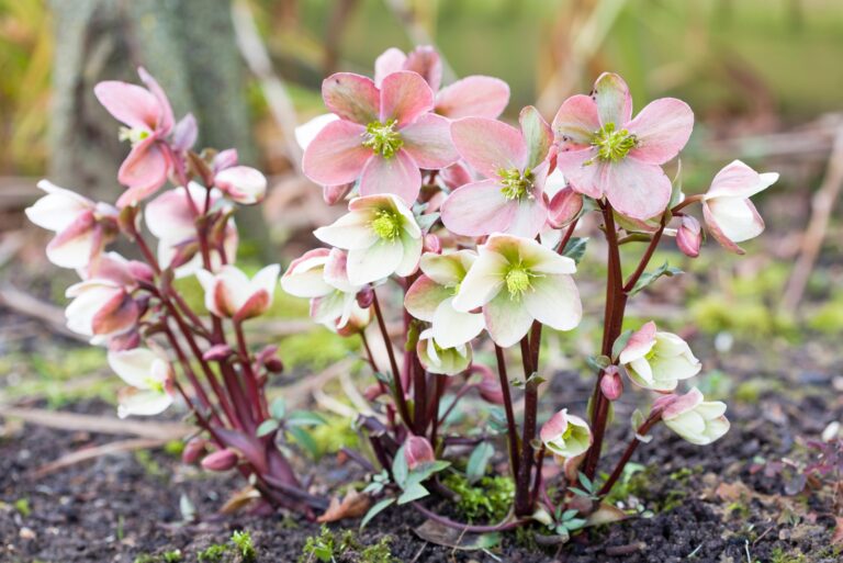 hellebore plant (featured image)