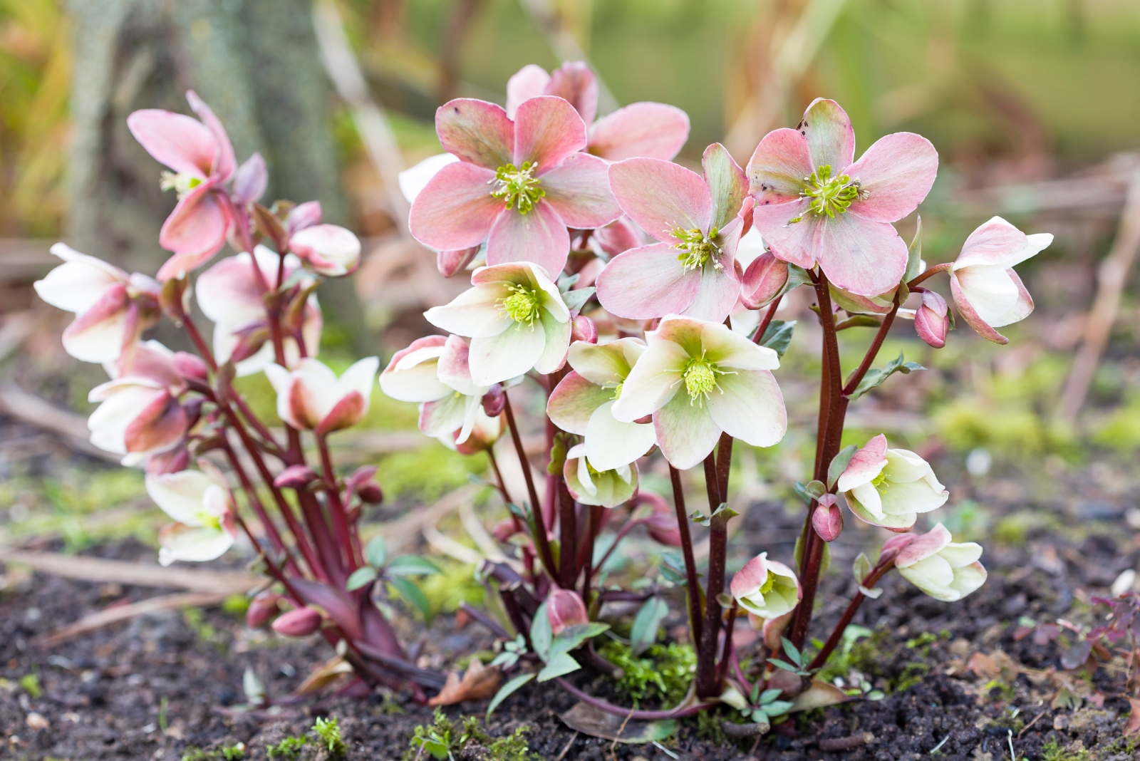 13 Perennials That Thrive When Planted In November In Oregon