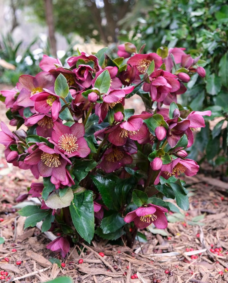Hellebores