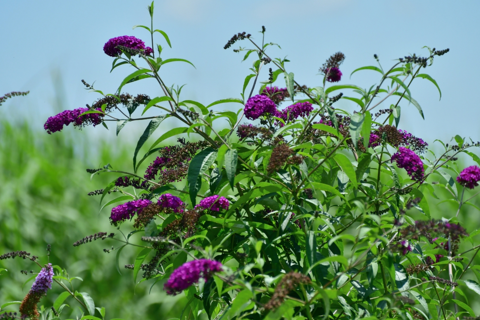 13 Plants Every Virginia Gardener Should Prune In October