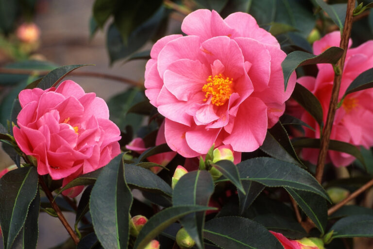 camellia plants (featured image)