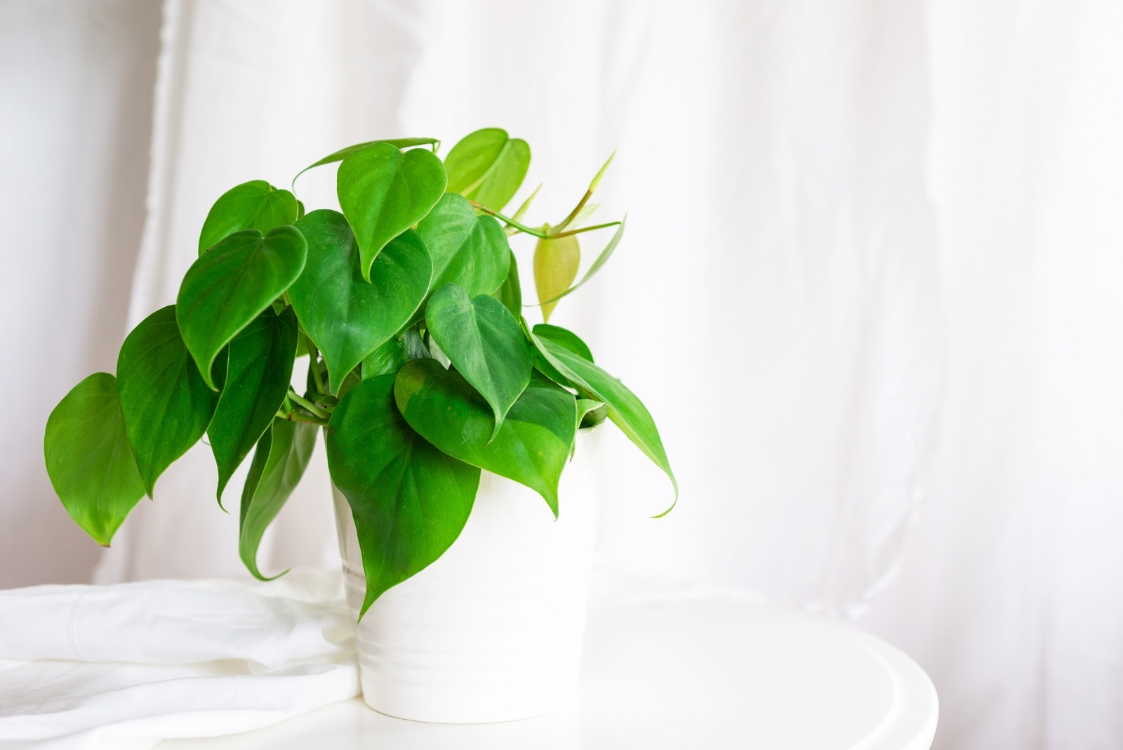 13 Plants That Can Thrive In Your Windowless New Jersey Room