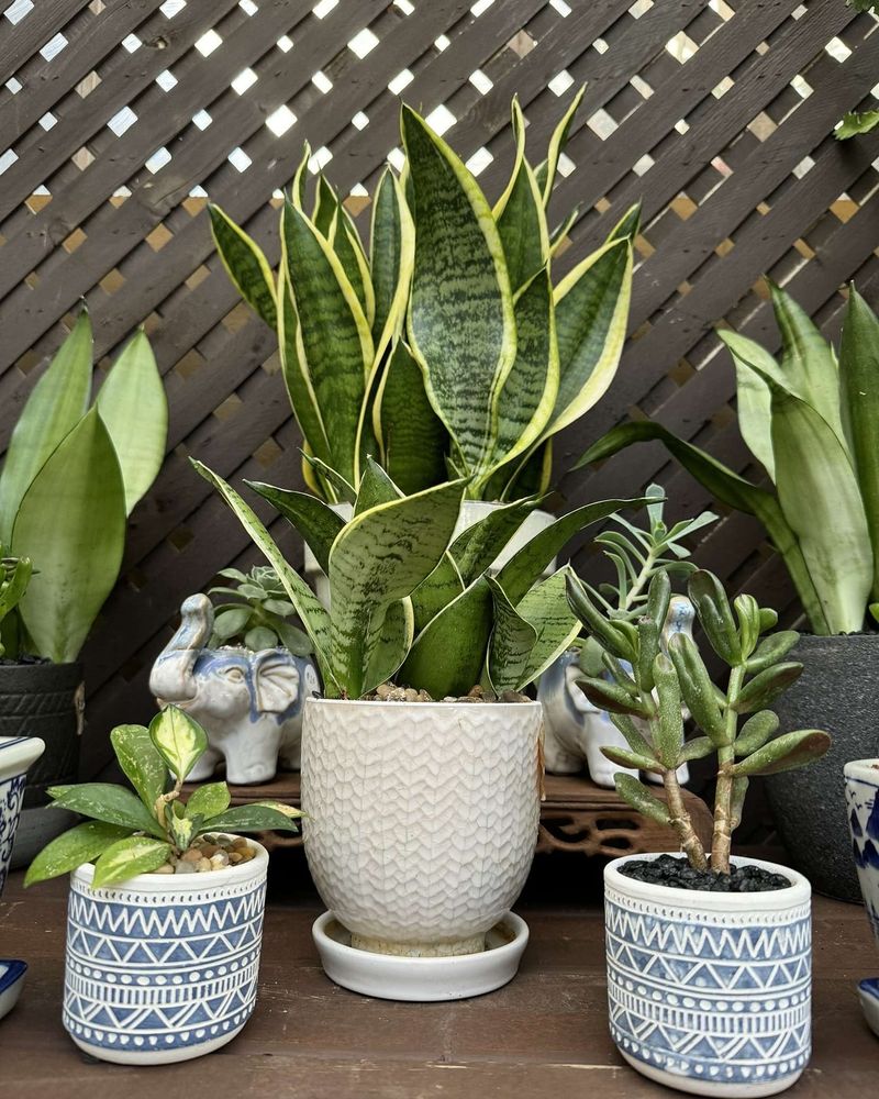 Snake Plant