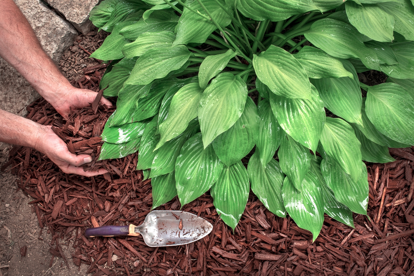 13 Plants To Mulch In October In Ohio To Keep Roots Warm Through Frost