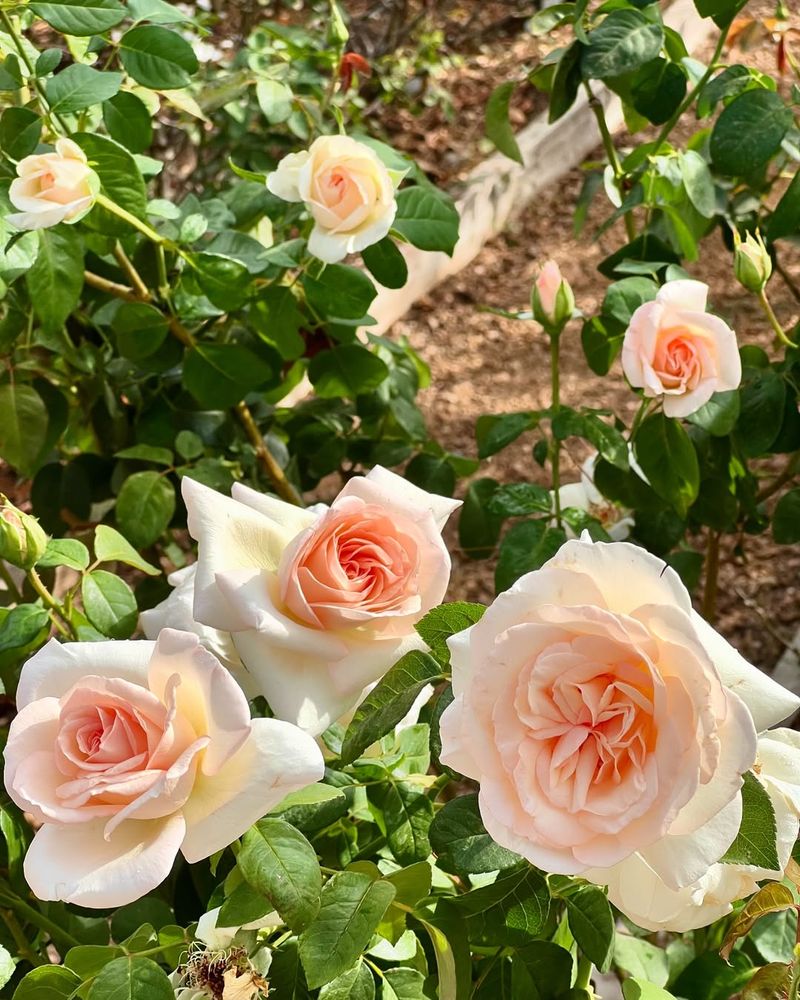 Roses