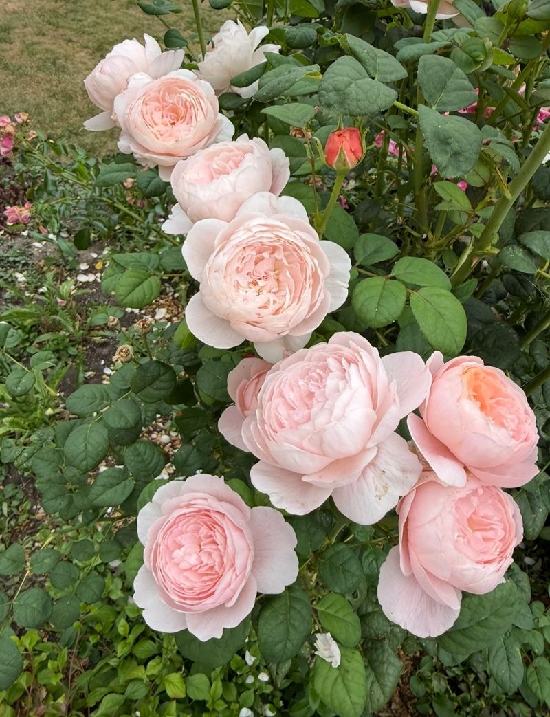 Rose Bushes