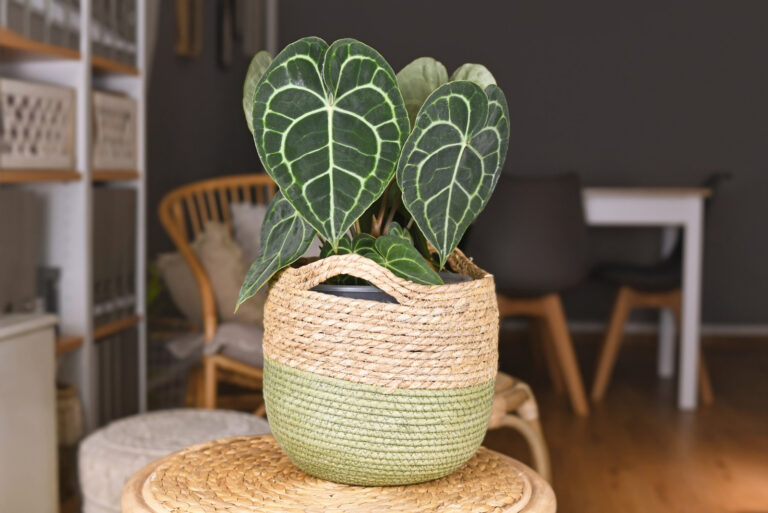 houseplant (featured image)