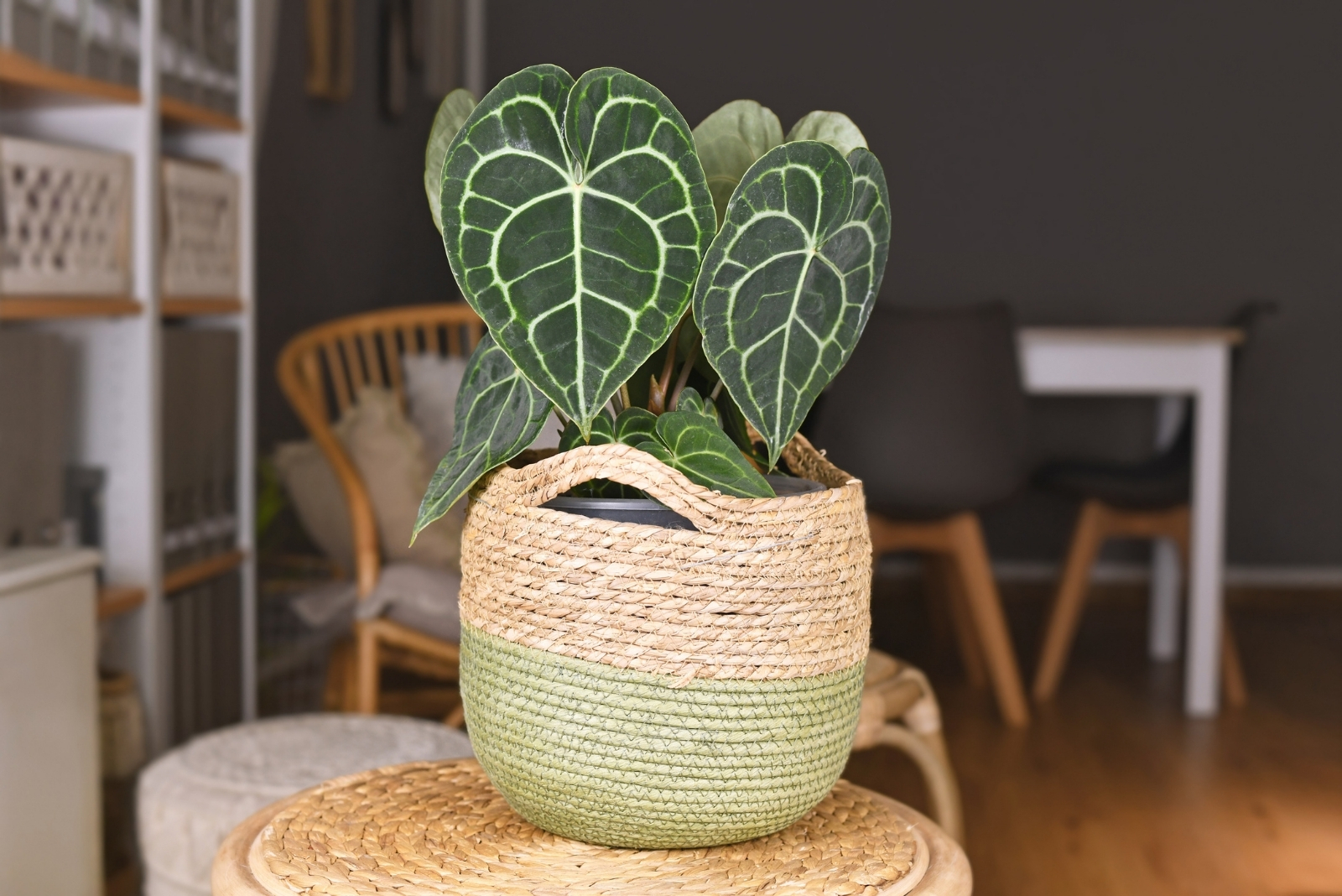 13 Rare Houseplants Grandma Keeps In Virginia That Could Be Valuable