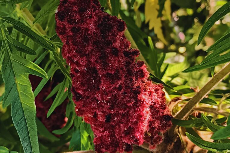 sumac