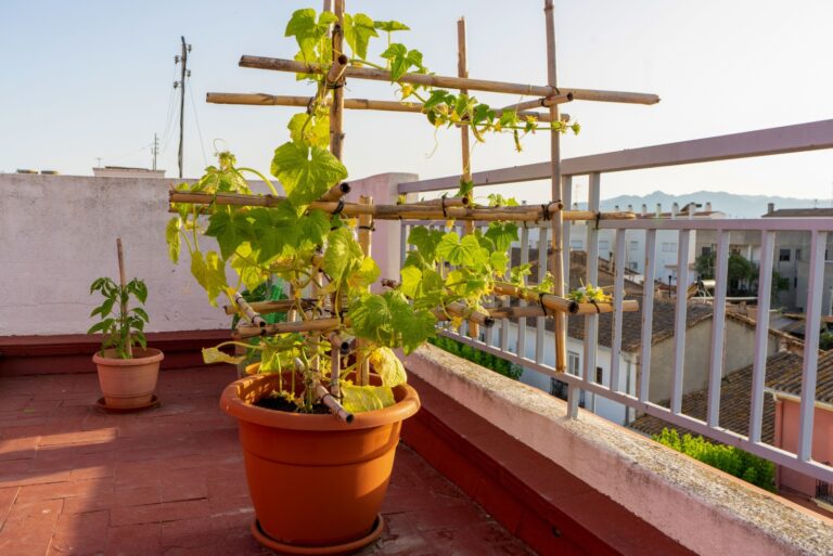 Small cucumber plant with yellow flower on a balcony