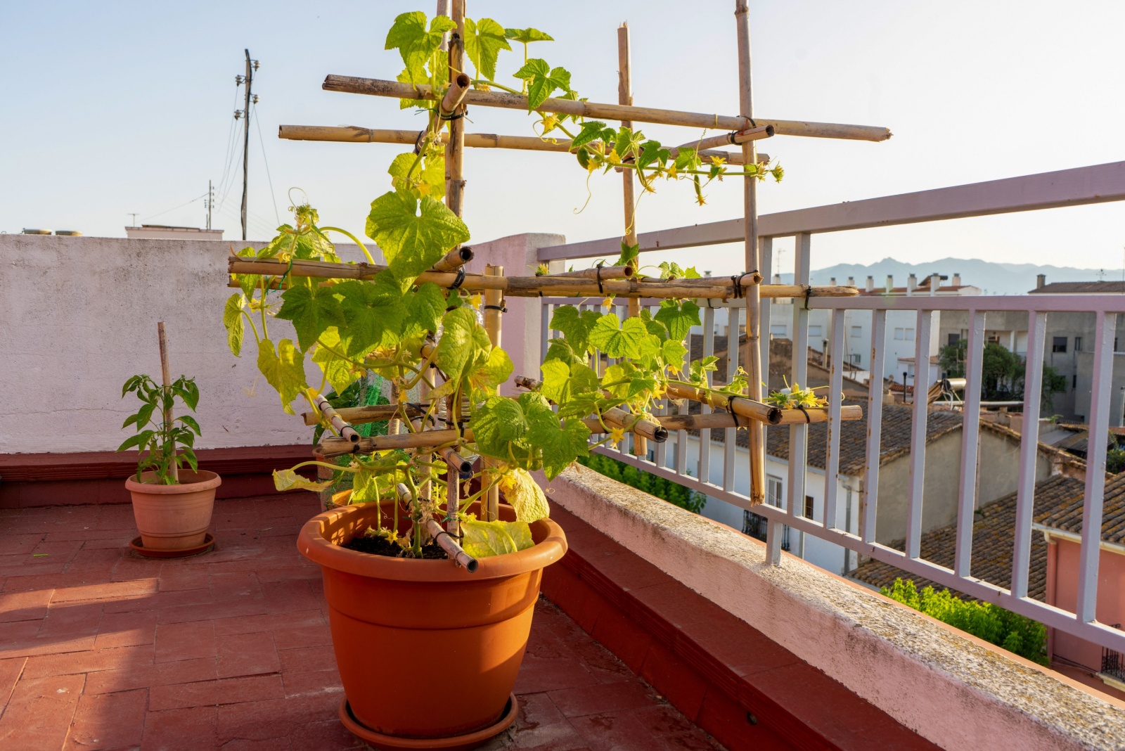 13 Small Balcony Garden Vegetables Perfect For New York Homes