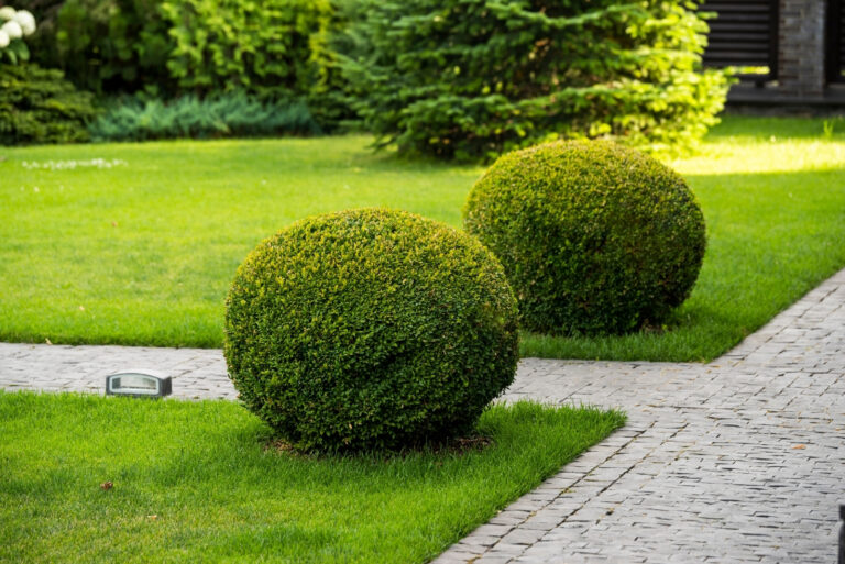 boxwood (featured image)