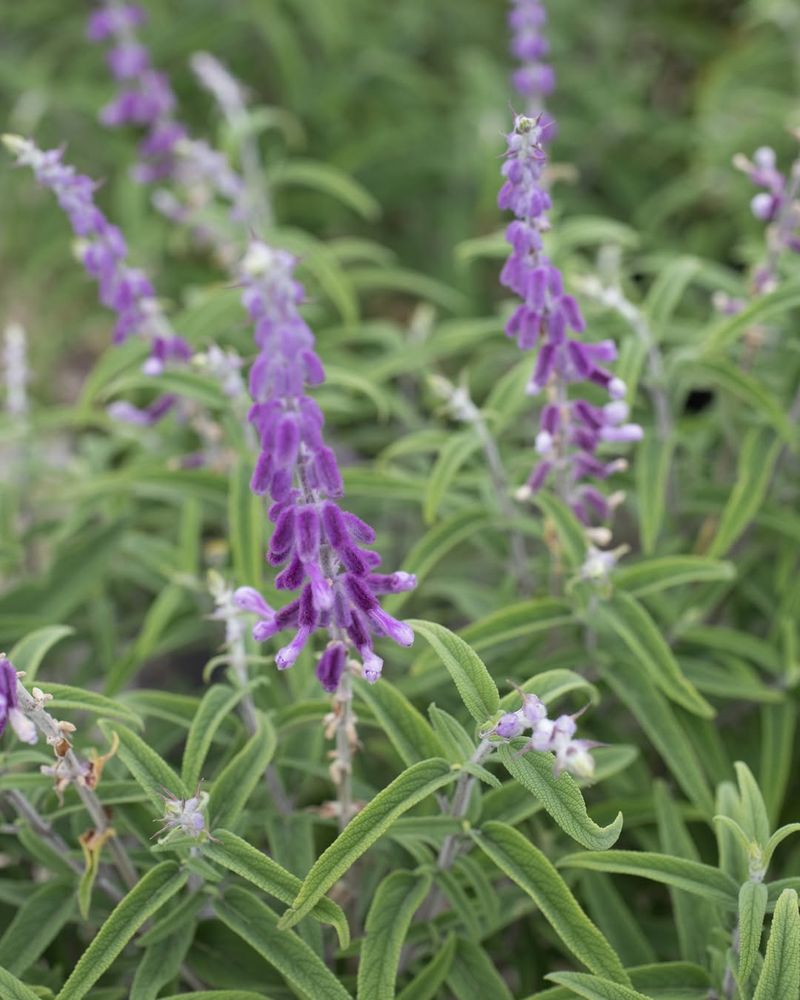 Mexican Bush Sage