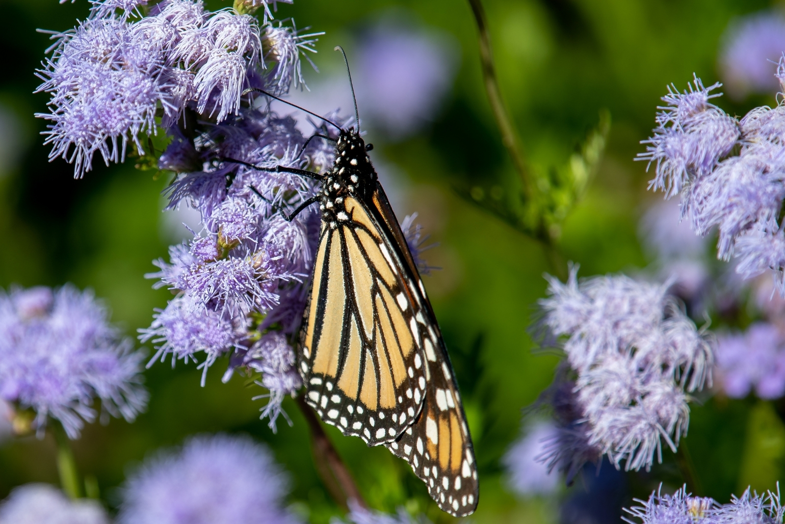 13 Stunning Fall Perennials That Attract Butterflies In Texas