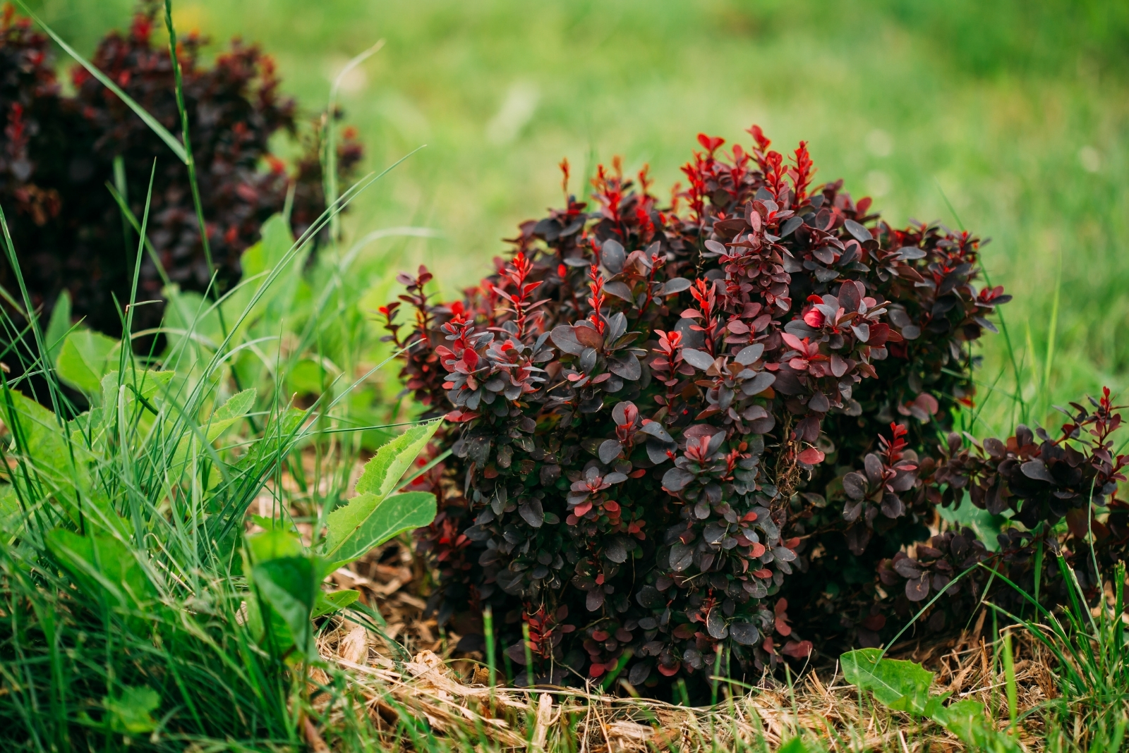 13 Surprising Backyard Crops That Are Illegal In Delaware
