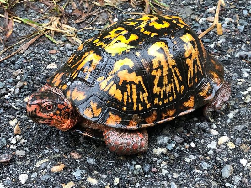 Eastern Box Turtle
