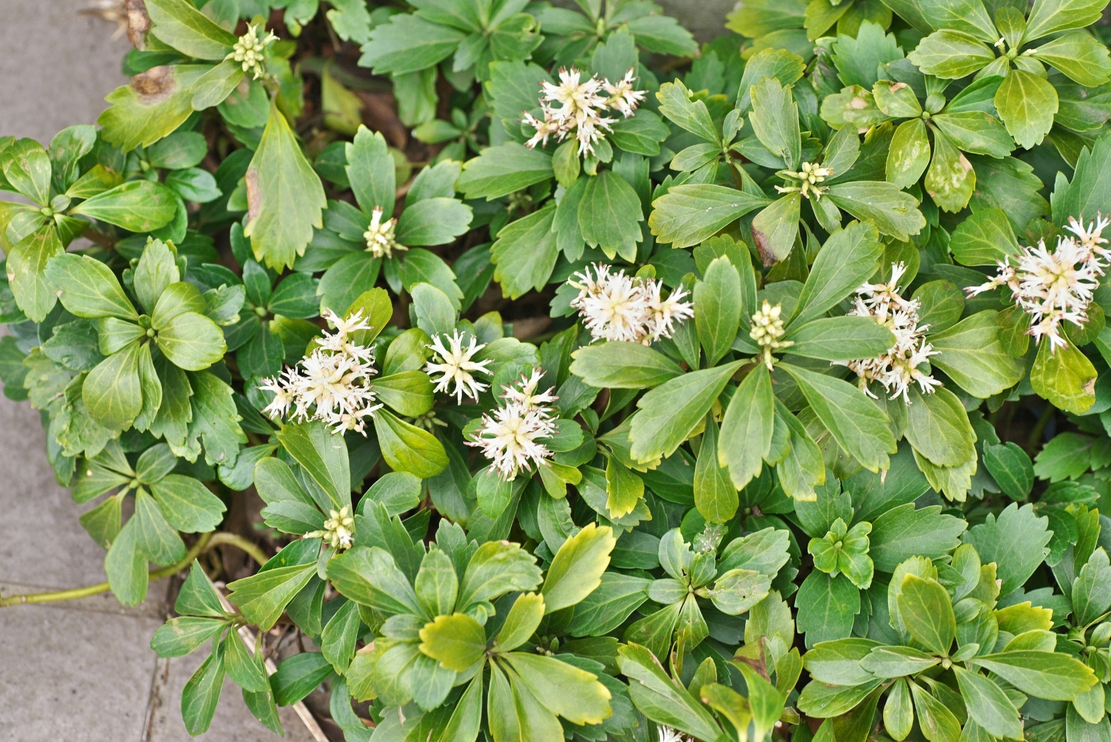 13 Surprising Plants That Attract Ticks In New York Gardens