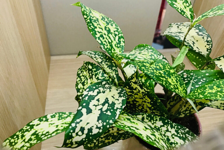 houseplant (featured image)