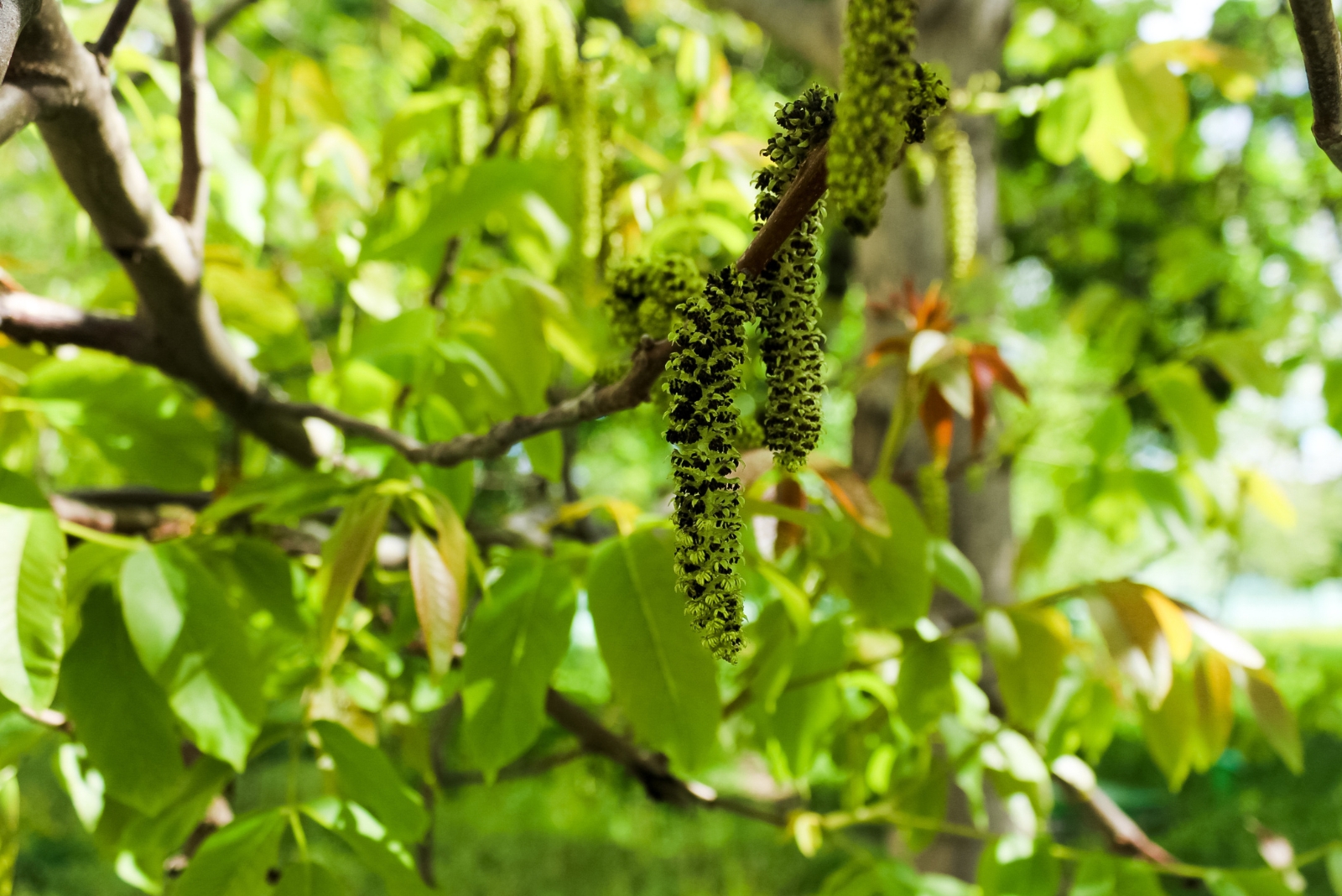 13 Toxic Trees Every Iowa Homeowner Should Avoid In Their Yard