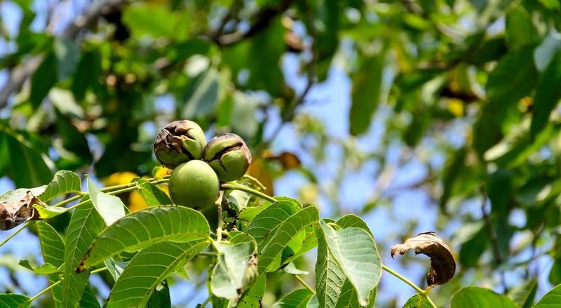 Black Walnut