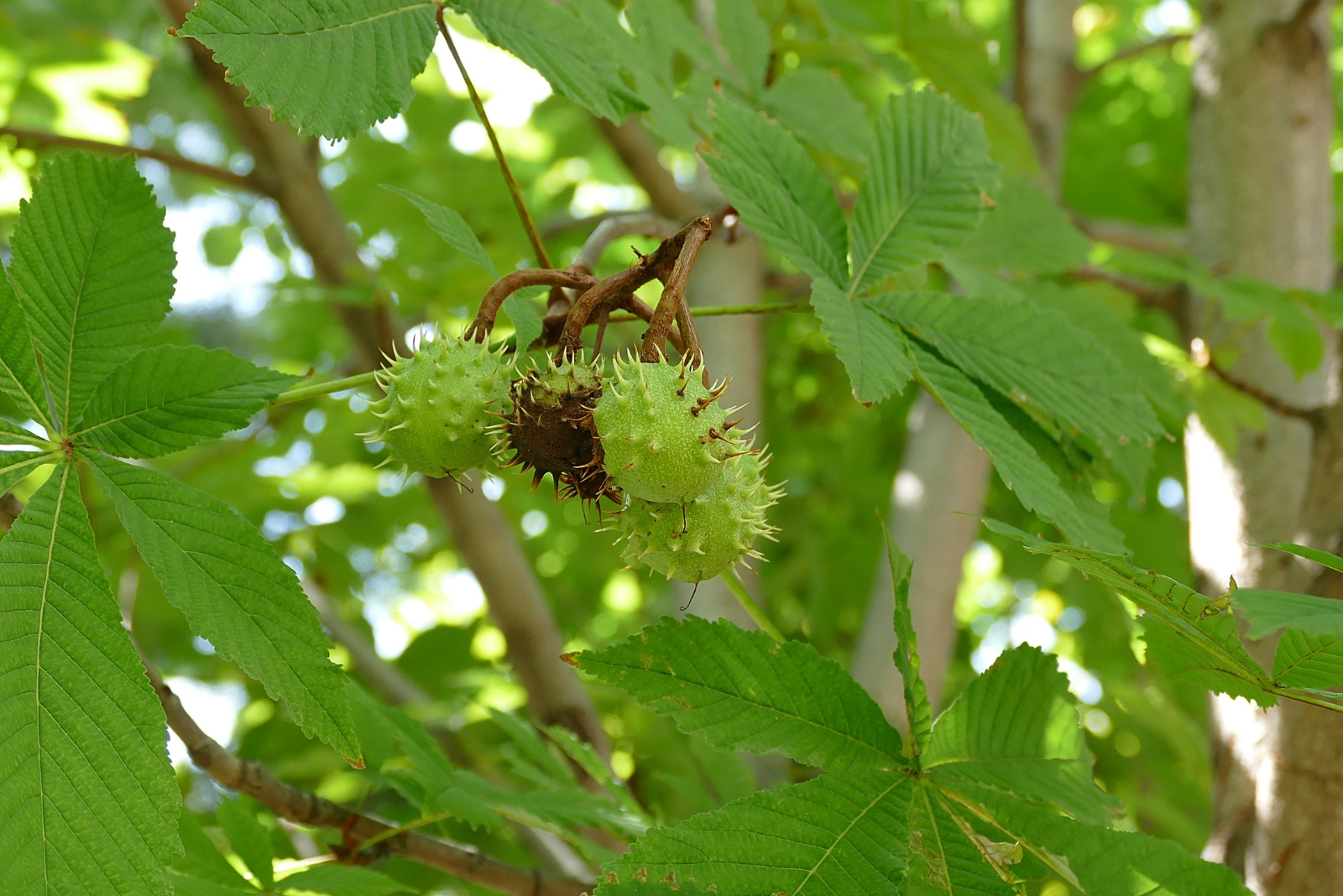 13 Toxic Trees To Avoid Planting In Connecticut Yards